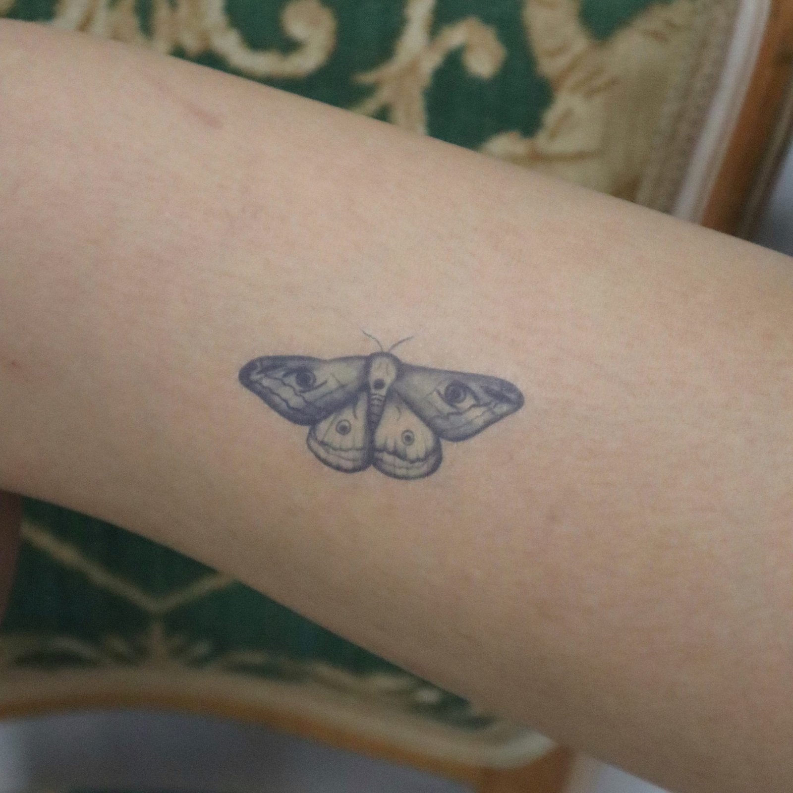 Four Eyed Moth